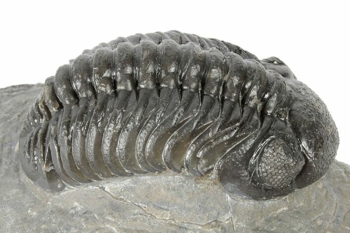 Detailed Austerops Trilobite - Visible Eye Facets #189698